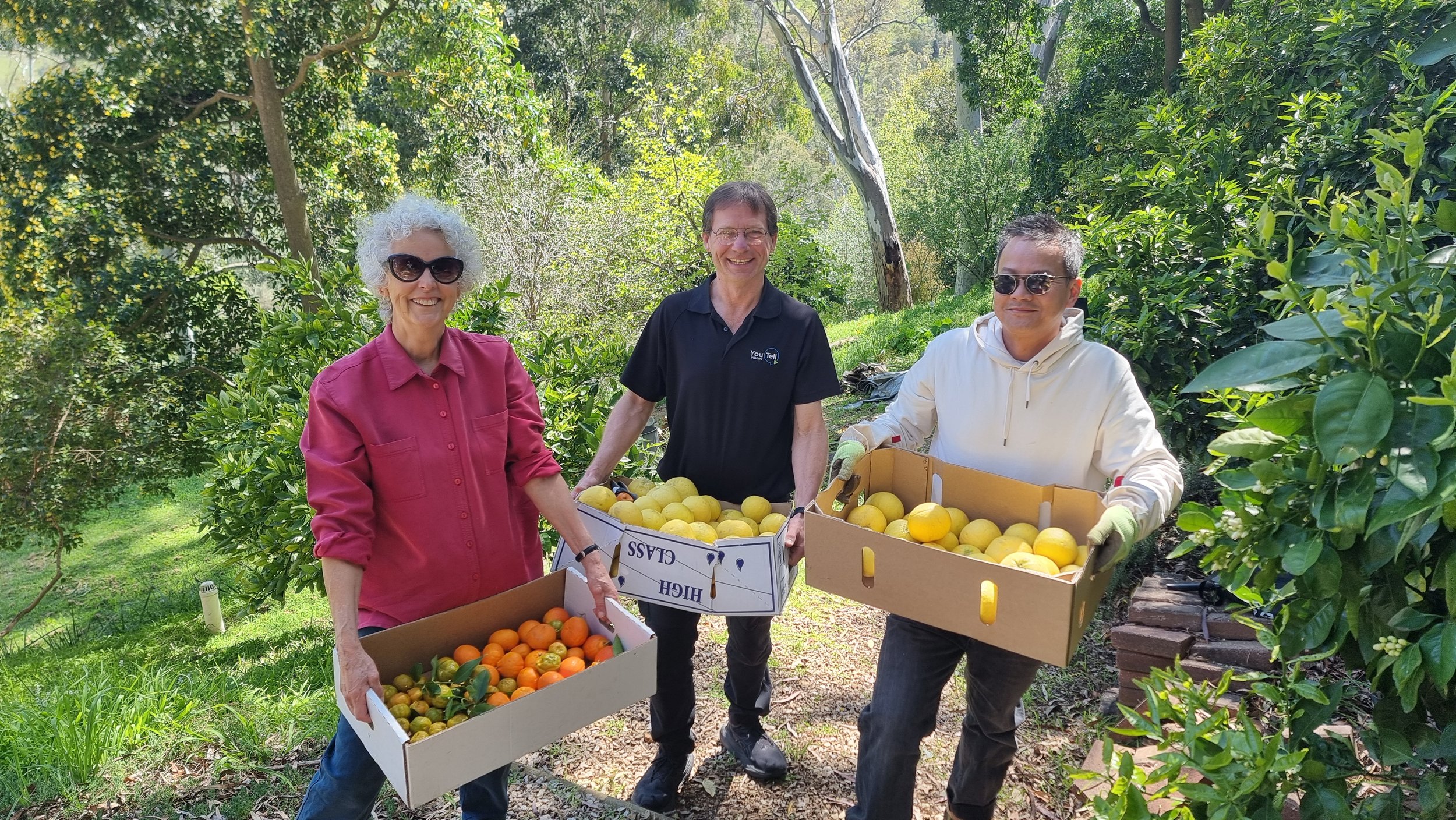 Citrus harvest in Belair