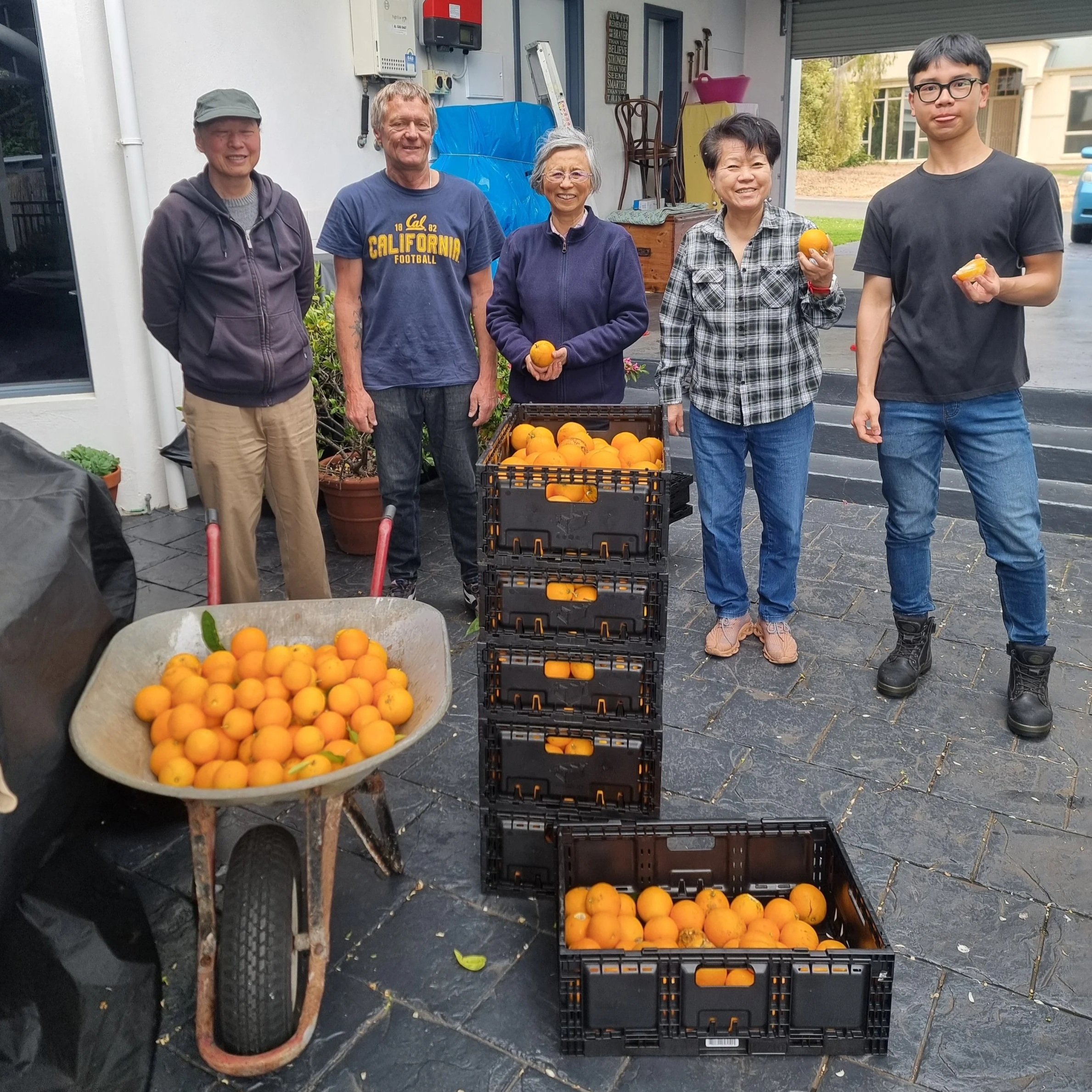 Orange harvest in Panorama