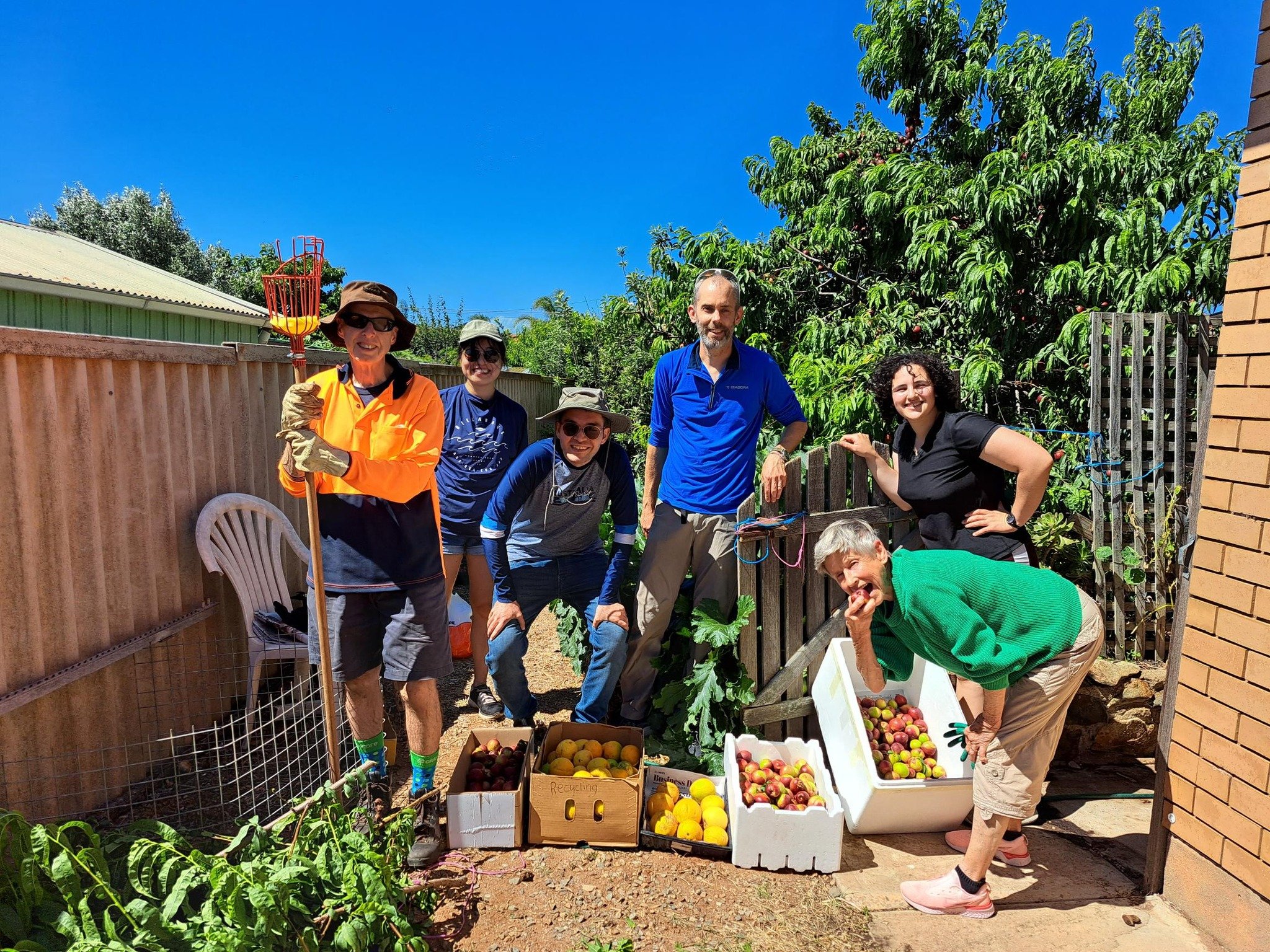 Nectarine harvest in Maslin Beach