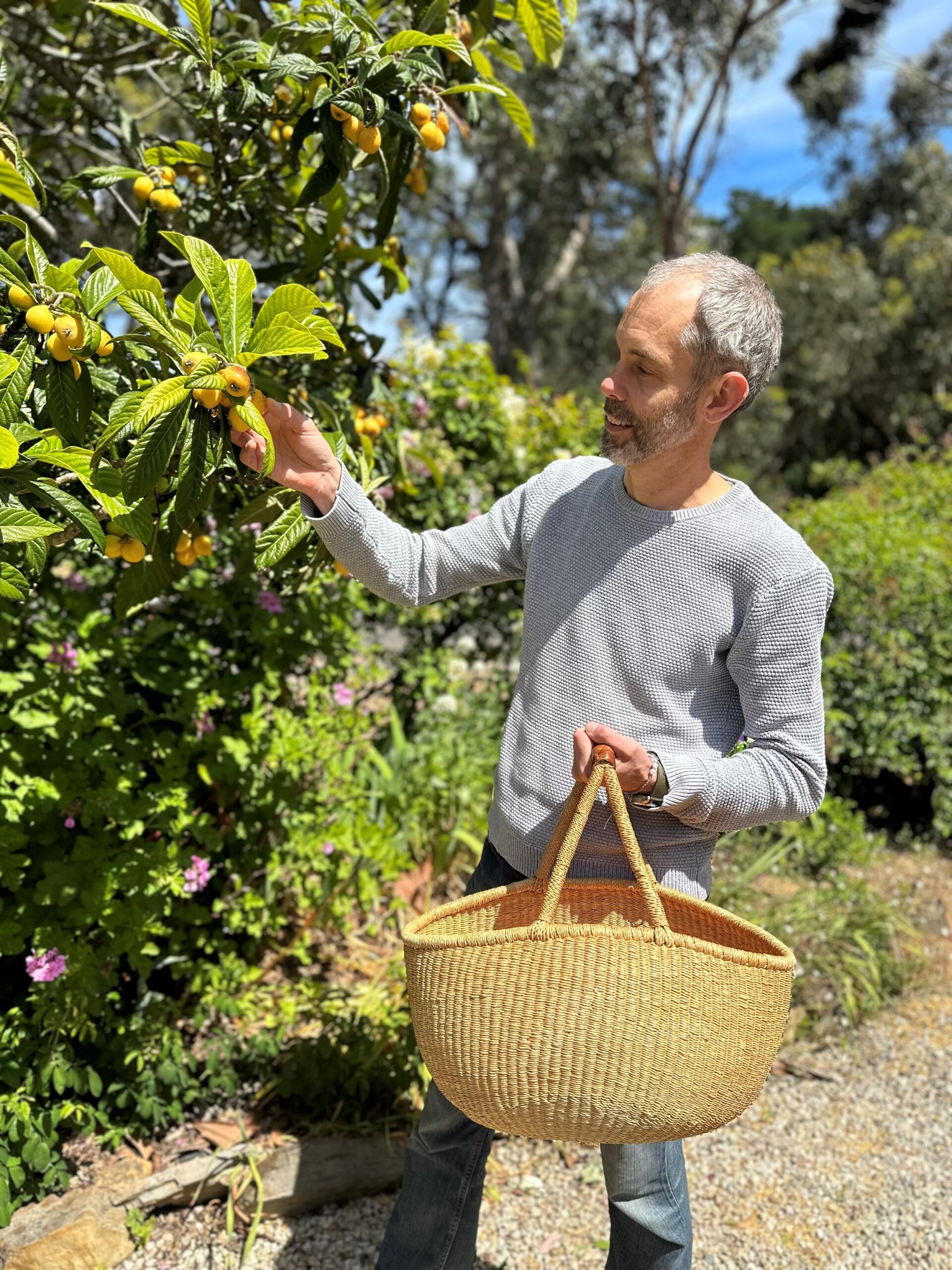 A man with gray hair and a beard harvesting yellow fruit from a bush in a garden, holding a wicker basket.