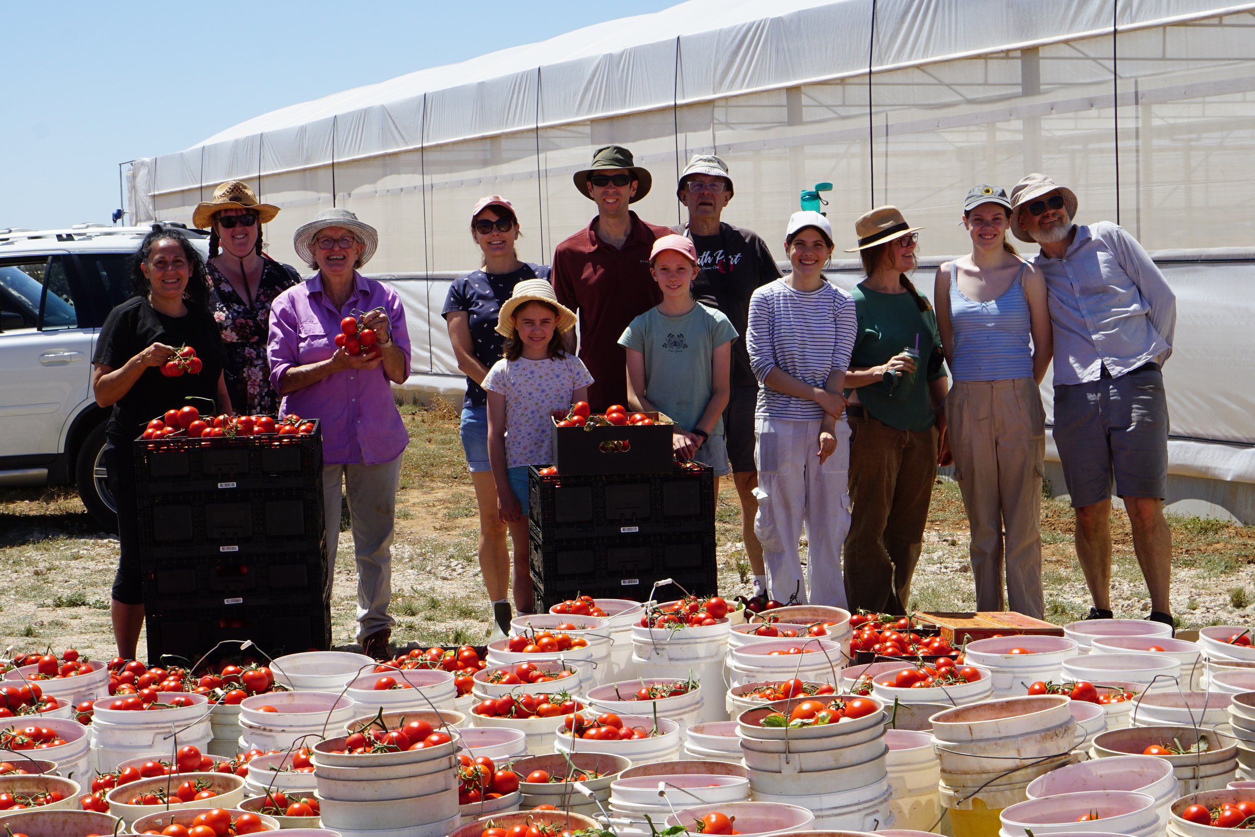 Tomato harvest in Two Wells