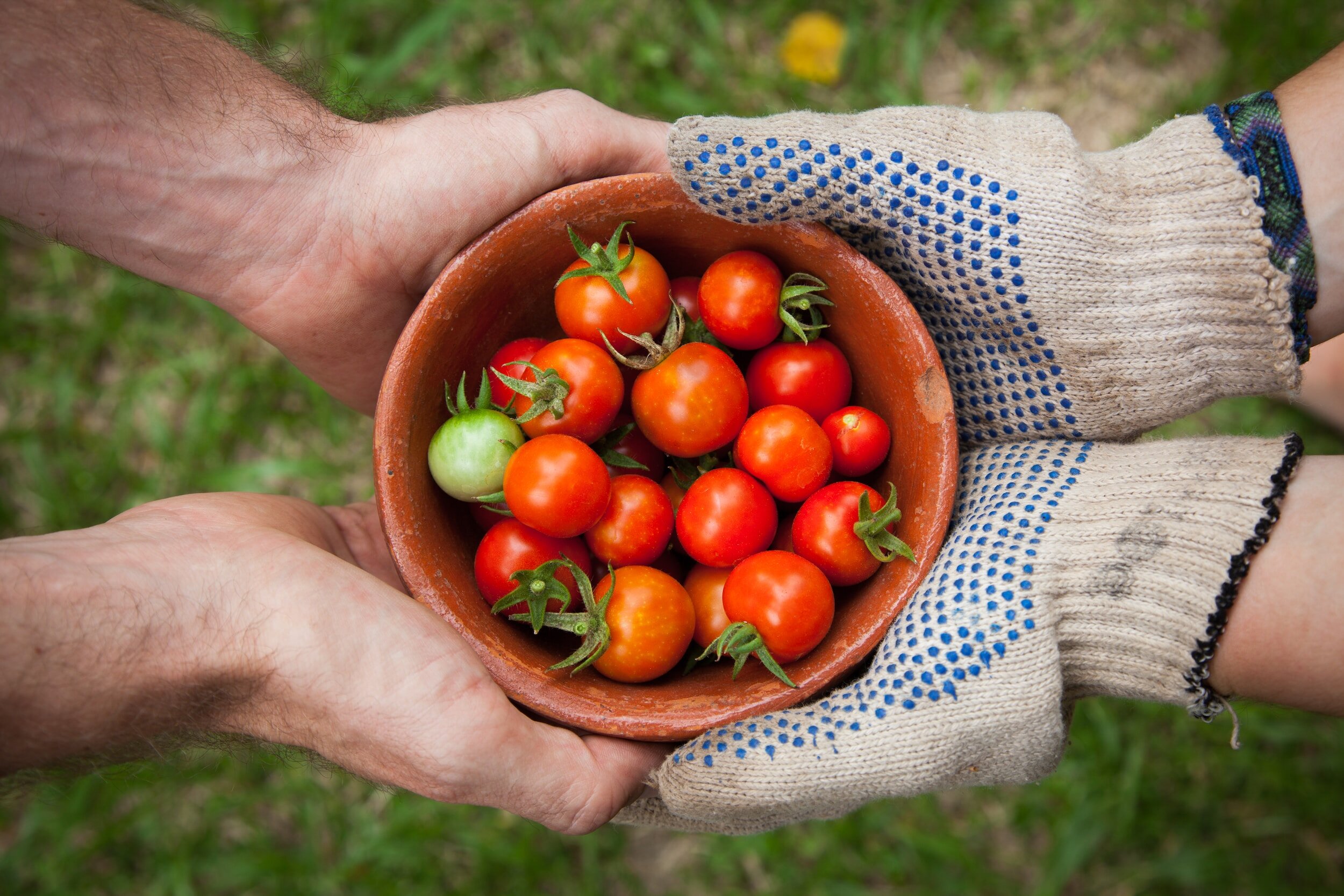 Two people holding a clay pot filled with cherry tomatoes, some green and red, outdoors on grass.