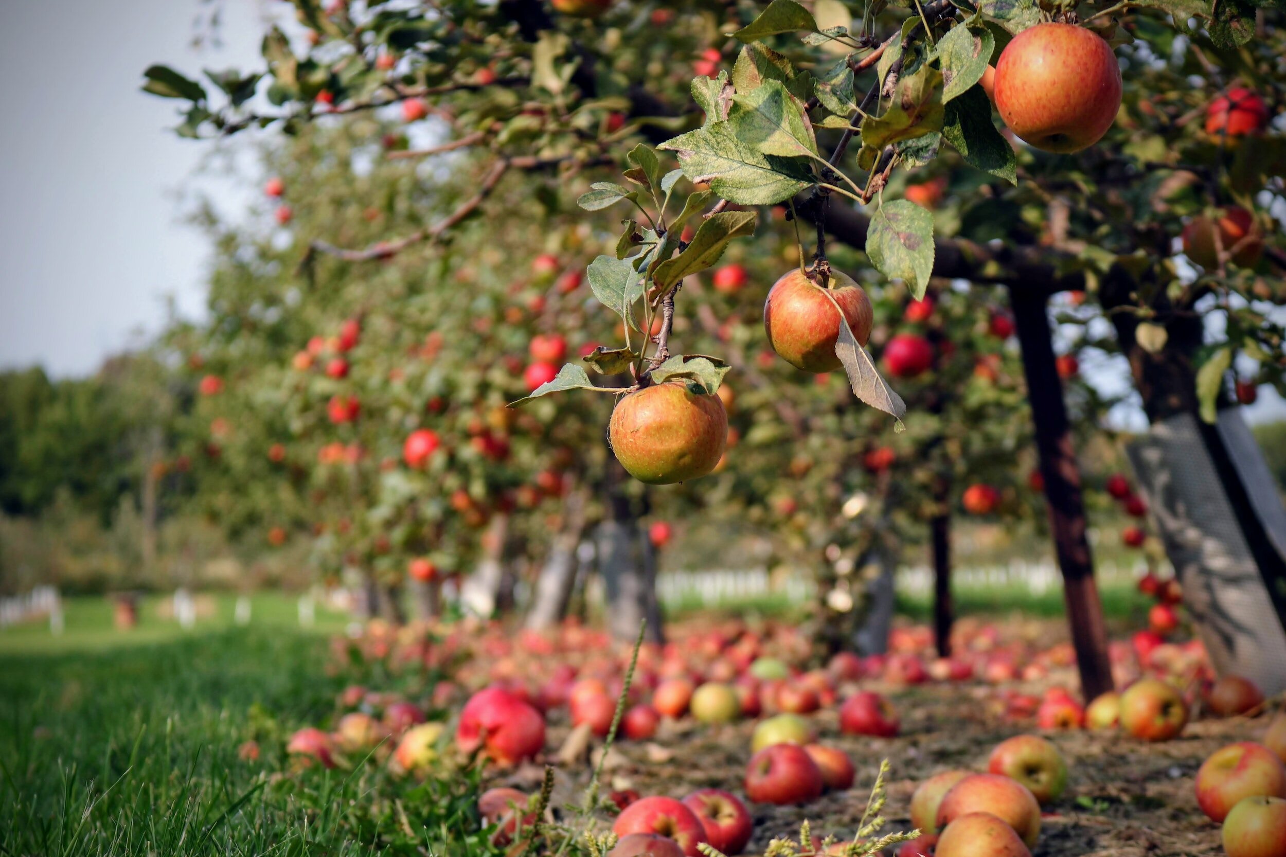 Apple orchard with ripe red apples on trees and fallen apples on the ground, sunlight filtering through leaves.