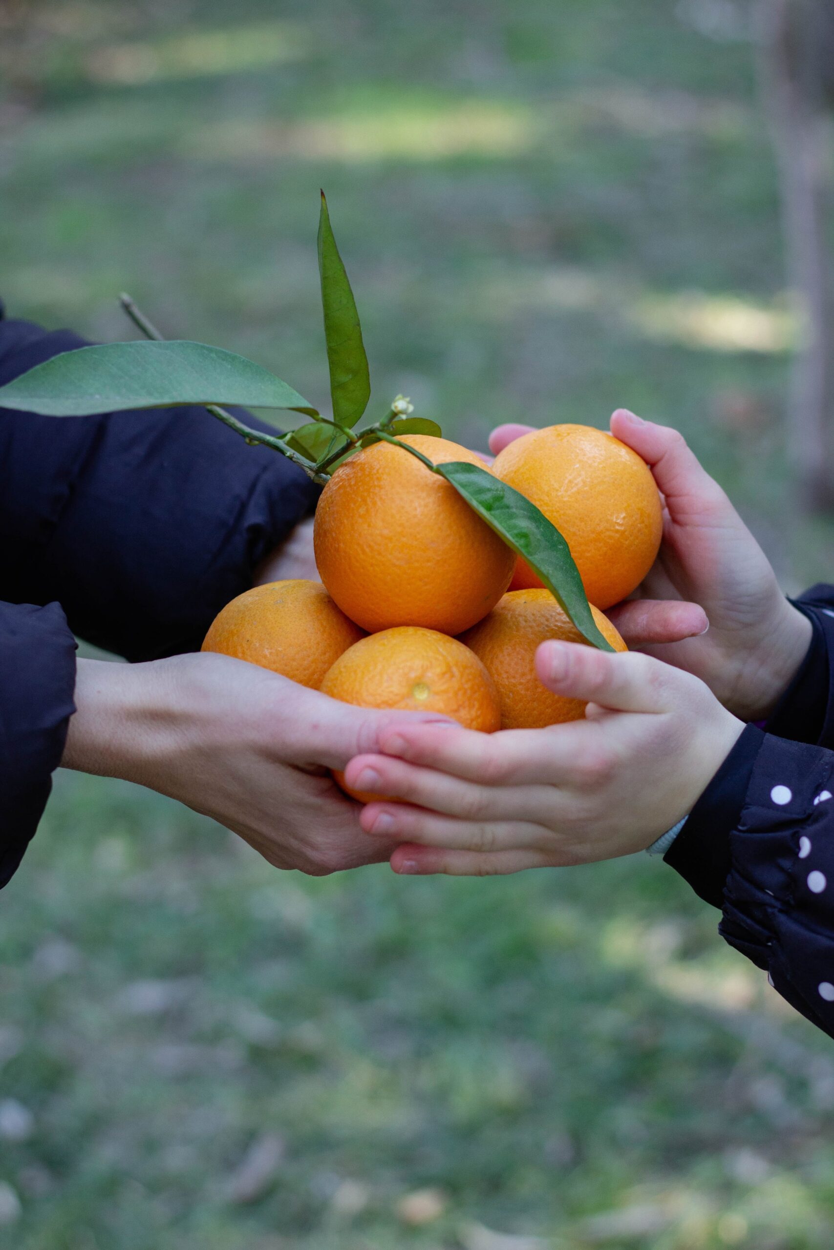 Two people exchanging a bunch of fresh oranges with green leaves attached, outdoors on grass.