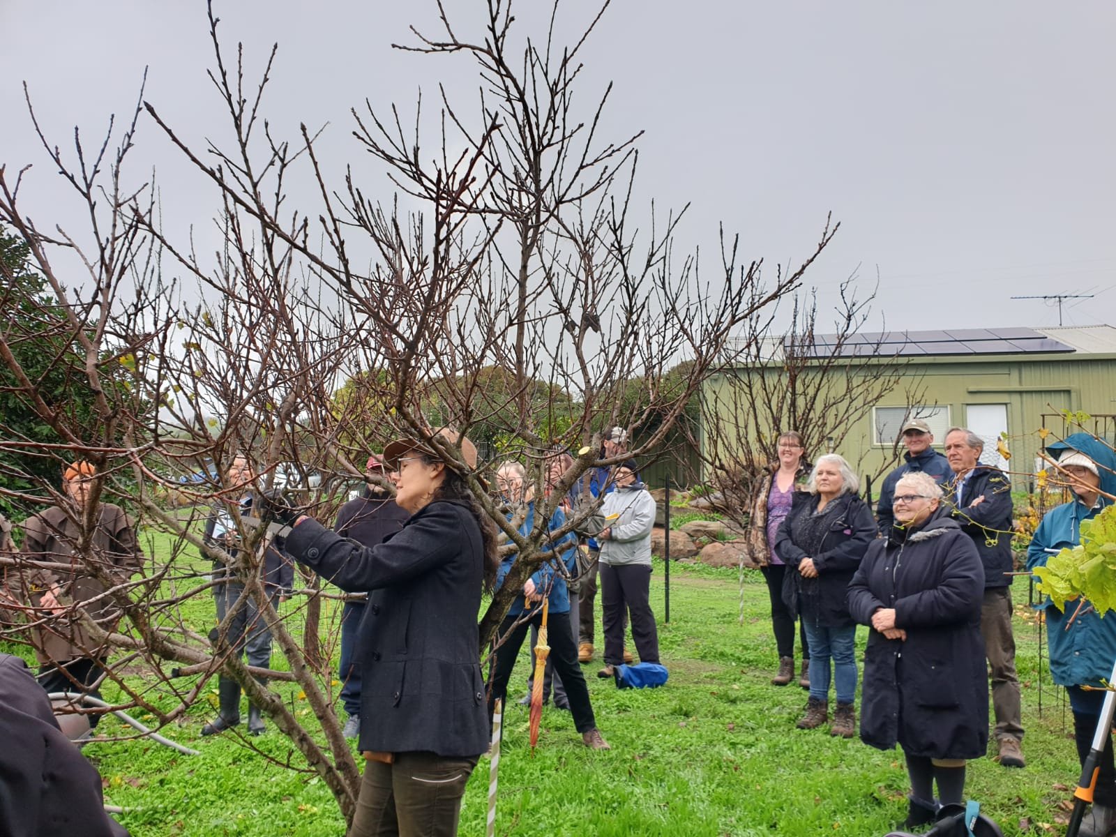 Pruning workshop in Sellicks Hill